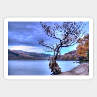 Tree at Firkin Point, Loch Lomond, Scotland Sticker